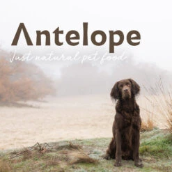 Antelope Fresh Puppy Hundefutter -Optimal Tierbedarf Geschäft antelope fresh puppy hondenvoer 217766 0500 none