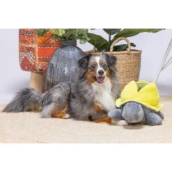 Beeztees Hide And Seek Schildo 6 Beeztees Hide And Seek Schildo -Optimal Tierbedarf Geschäft beeztees hide and seek schildo 221787 0500 none