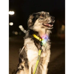 Beeztees Safety Gear Parinca Premium Halsband -Optimal Tierbedarf Geschäft beeztees safety gear parinca premium halsband 215003 0500 none