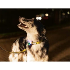 Beeztees Safety Gear Parinca Premium Halsband -Optimal Tierbedarf Geschäft beeztees safety gear parinca premium halsband 215015 0500 none