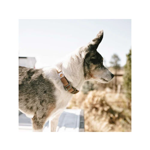 Carhartt Journeyman Collar 2 Carhartt Journeyman Collar – Bild 2