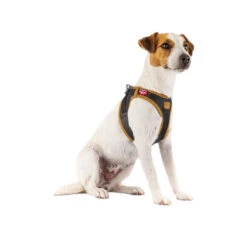 Curli Vegan Apple Leather Geschirr -Optimal Tierbedarf Geschäft curli harnas vegan appelleer 216631 0500 none