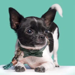 DWAM Halsband Bowie 7 DWAM Halsband Bowie -Optimal Tierbedarf Geschäft dwam bowie halsband 186562 0500 none