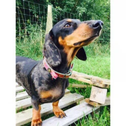 DWAM Halsband Boho Rosa -Optimal Tierbedarf Geschäft dwam halsband boho rosa 132071 0500 none