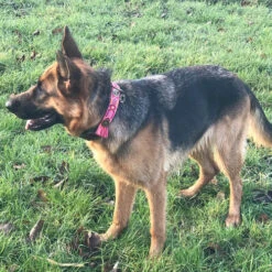 DWAM Halsband Boho Rosa -Optimal Tierbedarf Geschäft dwam halsband boho rosa 133652 0500 none