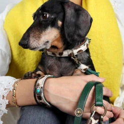 DWAM Halsband Ivy -Optimal Tierbedarf Geschäft dwam halsband ivy 180688 0500 none