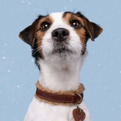 DWAM Halsband Teddy -Optimal Tierbedarf Geschäft dwam halsband teddy 189220 0500 none