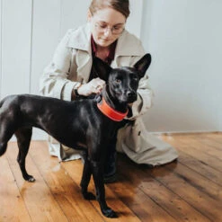 Hunter Halsband Divo -Optimal Tierbedarf Geschäft hunter halsband divo 208013 0500 none