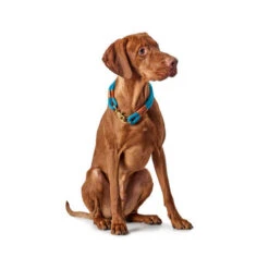 Hunter Halsband Oss -Optimal Tierbedarf Geschäft hunter halsband oss 116343 0500 none