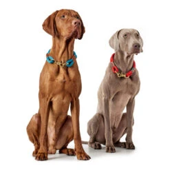 Hunter Halsband Oss -Optimal Tierbedarf Geschäft hunter halsband oss 146099 0500 none