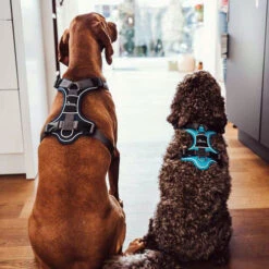 Hunter Geschirr Divo Dunkelblau/Grau -Optimal Tierbedarf Geschäft hunter harnas divo donkerblauwgrijs 166906 0500 none