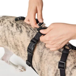 Hunter Vario Rapid Sicherheitsgeschirr - Schwarz -Optimal Tierbedarf Geschäft hunter vario rapid veiligheidsharnas zwart 169504 0500 none