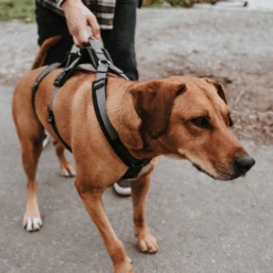 Hunter Sicherheitsgeschirr Maldon -Optimal Tierbedarf Geschäft hunter veiligheidsharnas maldon 221553 0500 none