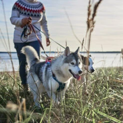 Hurtta - Geschirr Weekend Warrior Winter - Bilberry -Optimal Tierbedarf Geschäft hurtta weekend warrior winter harnas bilberry 216605 0500 none