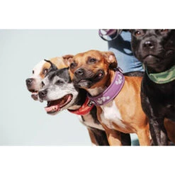 Hurtta Weekend Warrior Halsband -Optimal Tierbedarf Geschäft hurtta weekend warrior collar 189084 0500 none