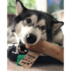 I&I Pet Supplies Kaffeebaum Kauwurzel -Optimal Tierbedarf Geschäft ii pet supplies koffieboom kauw wortel 129623 0500 none