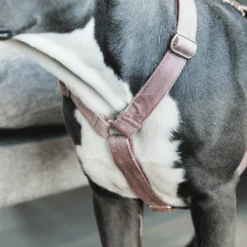 Kentucky Dogwear Hundegeschirr Velvet Loop -Optimal Tierbedarf Geschäft kentucky dogwear hondenharnas velvet loop 219284 0500 none