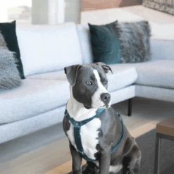 Kentucky Dogwear Hundegeschirr Velvet Loop -Optimal Tierbedarf Geschäft kentucky dogwear hondenharnas velvet loop 219293 0500 none