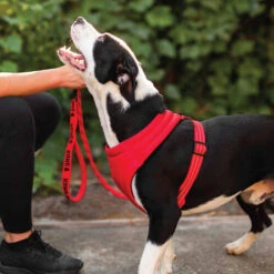 KONG Comfort Harness -Optimal Tierbedarf Geschäft kong comfort harness zwart 178771 0500 none