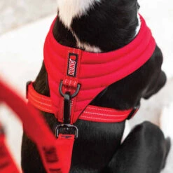 KONG Comfort Harness -Optimal Tierbedarf Geschäft kong comfort harness zwart 178774 0500 none