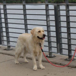 KONG Rope Leash - Schwarz -Optimal Tierbedarf Geschäft kong rope leash 194549 0500 none