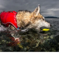 Kurgo Skipping Stones 11 Kurgo Skipping Stones -Optimal Tierbedarf Geschäft kurgo skipping stones 99608 0500 none