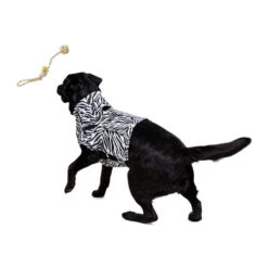 Medical Pet Top Shirt Zebra -Optimal Tierbedarf Geschäft medical pet top shirt zebraprint 150701 0500 none