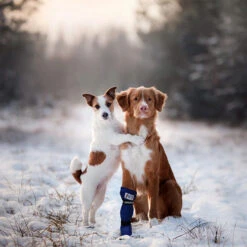 Medical Pet Shirt Boot -Optimal Tierbedarf Geschäft medical pets boot 167509 0500 none