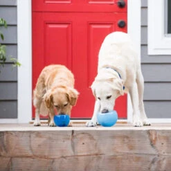 Planet Dog Orbee-Tuff Lil’ Snoop Toy -Optimal Tierbedarf Geschäft orbee tuff lil snoop toy 203408 0500 none