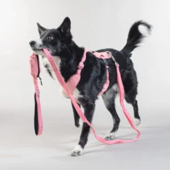 PAIKKA Visibility Leash 11 PAIKKA Visibility Leash -Optimal Tierbedarf Geschäft paikka visibility leash 217818 0500 none