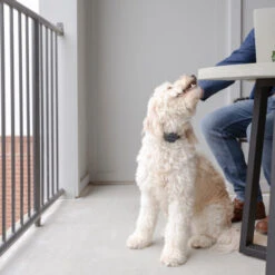 PetSafe Anti-Bell-Halsband 7 PetSafe Anti-Bell-Halsband -Optimal Tierbedarf Geschäft petsafe anti blafhalsband 208109 0500 none