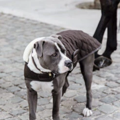 Kentucky Hundemantel Original -Optimal Tierbedarf Geschäft prod 15745 218998 0500 none