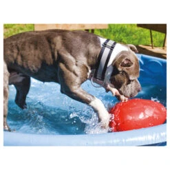 Jolly Egg -Optimal Tierbedarf Geschäft product jolly egg none 4 1496839894 86968