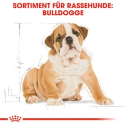 Royal Canin Bulldog Puppy - Hundefutter -Optimal Tierbedarf Geschäft royal canin bulldog puppy hondenvoer 137812 0500 none