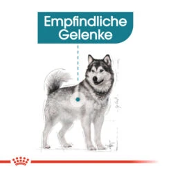 Royal Canin Maxi Joint Care - Hundefutter -Optimal Tierbedarf Geschäft royal canin maxi joint care hondenvoer 132533 0500 none