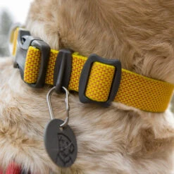 Ruffwear Hi & Light Halsband -Optimal Tierbedarf Geschäft ruffwear hi light collar 194258 0500 none