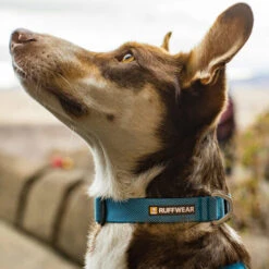 Ruffwear Hi & Light Halsband -Optimal Tierbedarf Geschäft ruffwear hi light collar 194264 0500 none