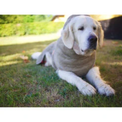 Siccaro WetDog SupremePro -Optimal Tierbedarf Geschäft siccaro wetdog supremepro 20 216998 0500 none