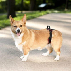 PetSafe Carelift - Tragesystem / Tragegeschirr Für Hunde -Optimal Tierbedarf Geschäft solvit carelift draagsysteem voor de hond 163711 0500 none