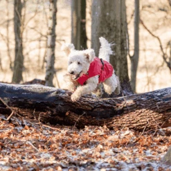 Trixie Regenjacke Vimy -Optimal Tierbedarf Geschäft trixie regenjas vimy 204857 0500 none